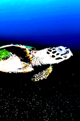 Schildkröte im Ozean