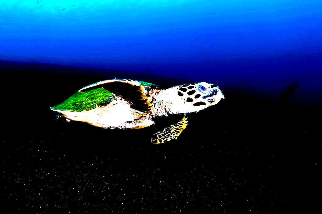 Eine Schildkröte zwischen Hoffnung und Drama