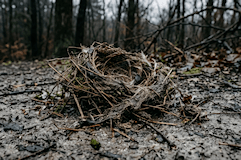 Vogelnest_quer