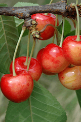 rote Kirschen am Ast